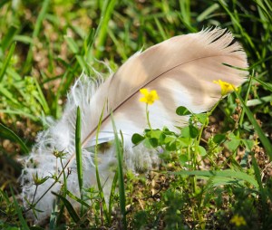 feather