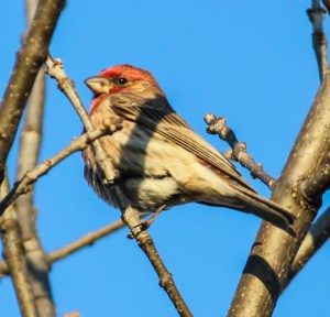 purple finch