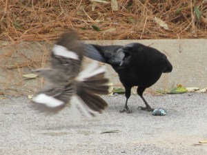 crow and mockingbird