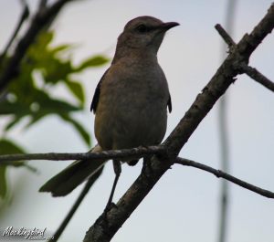 mockingbird