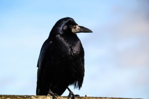 raven