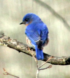 bluebird perched on a branch