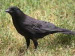crow
