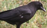 crow 2