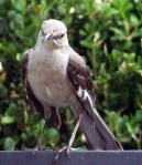 mocking bird