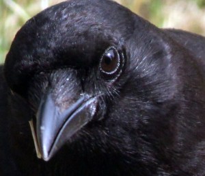 crow 2