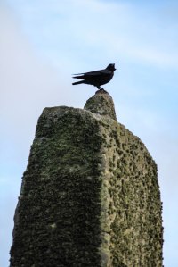 raven at stonehenge