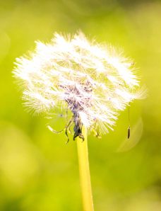 dandelion
