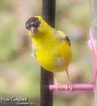 goldfinch