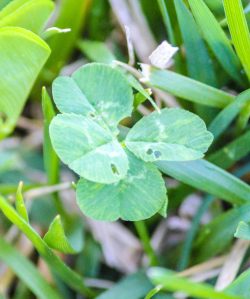 4 leaf clover