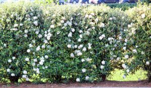 spring bushes in bloom