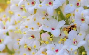 spring flowers closeup