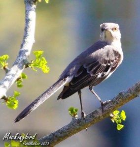mockingbird