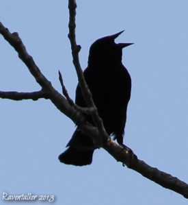 grackle singing