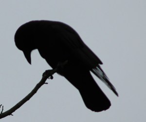 crow