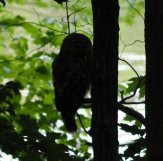 Barred Owl