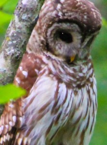 Barred Owl